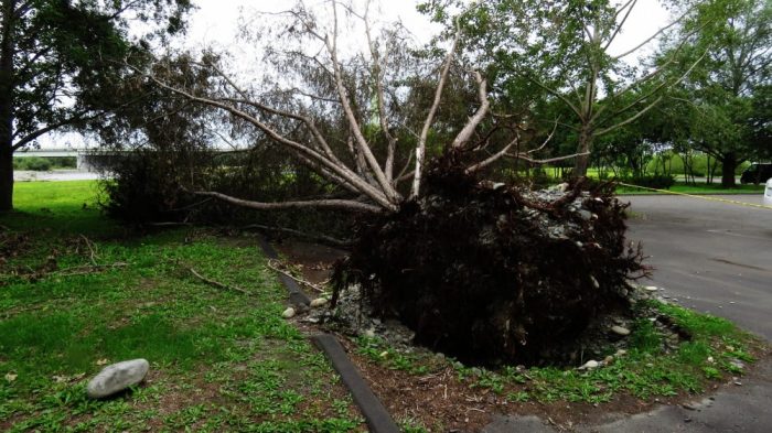 台風による倒木
