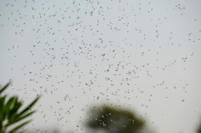 蚊の大量発生