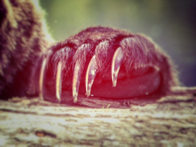 クマの爪