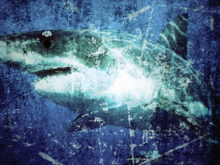 日本のサメ被害